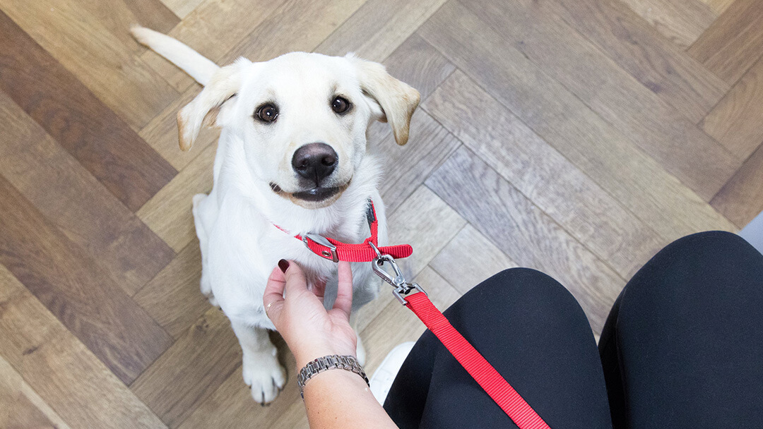 How soon can you get a puppy sales fixed